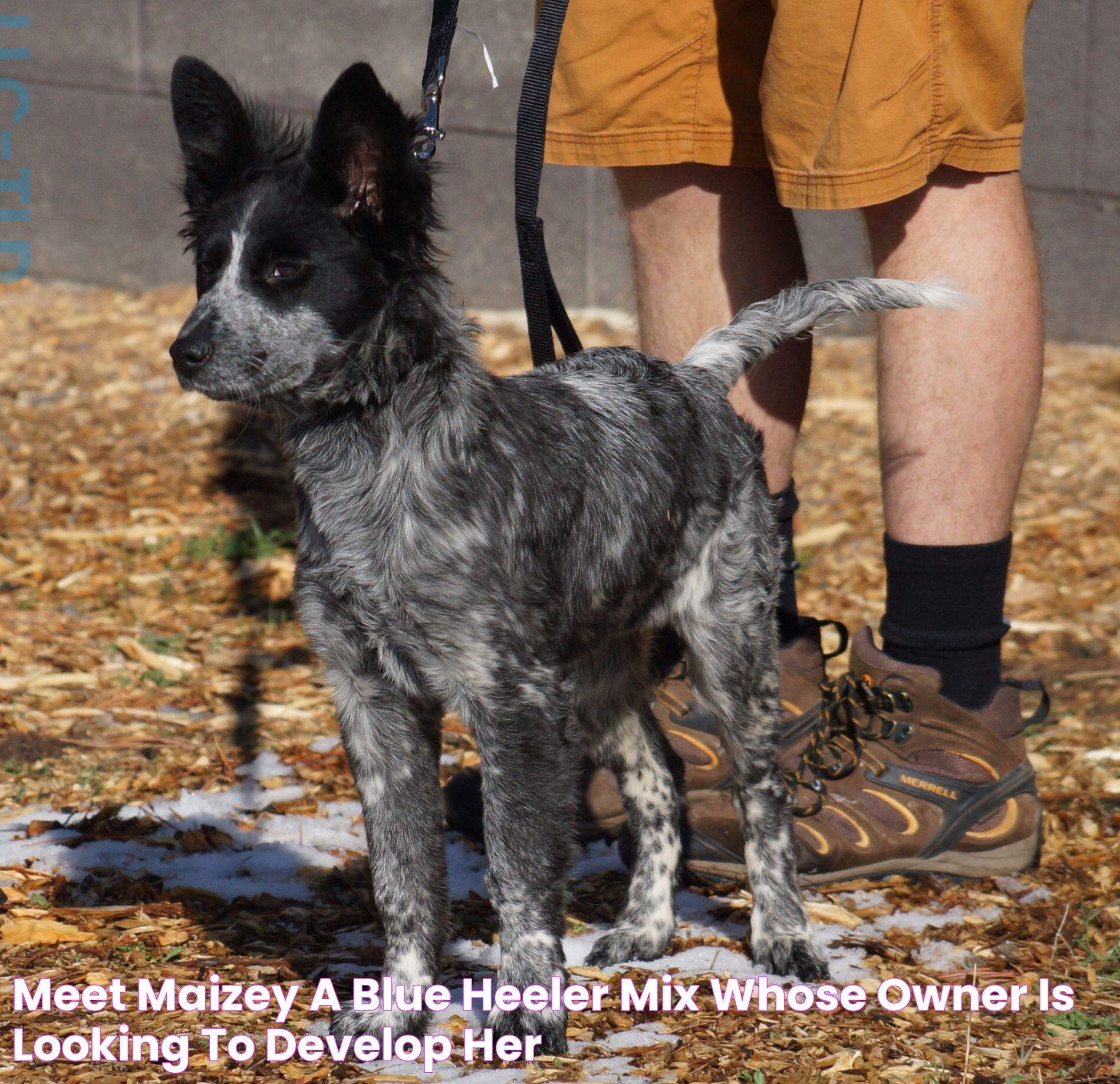 Ultimate Guide To The Dog Blue Heeler: Characteristics, Training, And Care