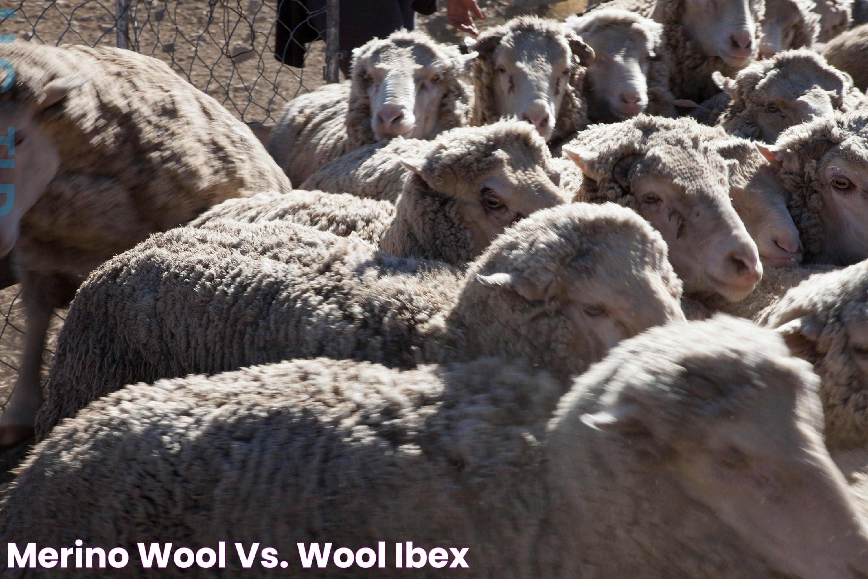 Merino Wool Vs Wool: The Ultimate Guide To Choosing The Best Fabric