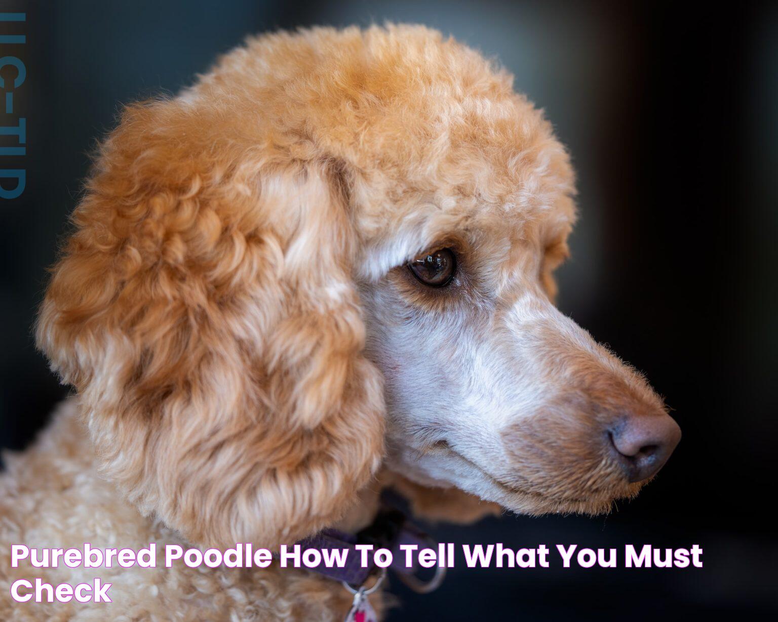 Purebred Poodle: A Loyal Companion And Elegant Canine