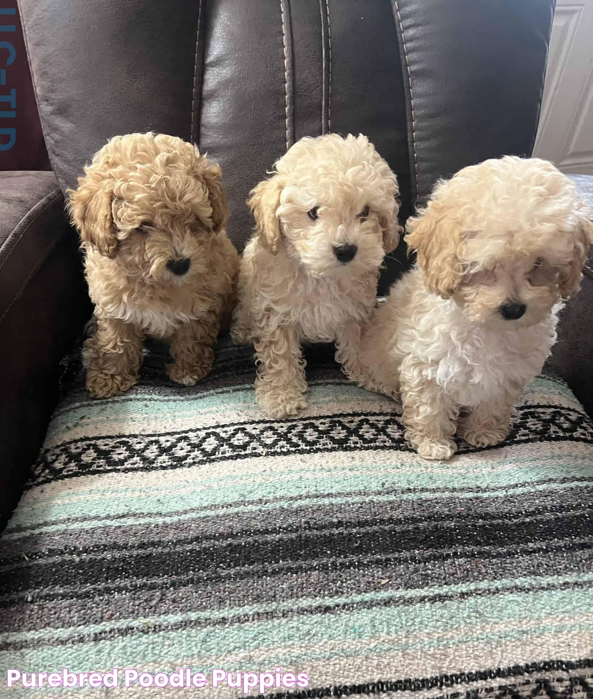 Purebred poodle puppies