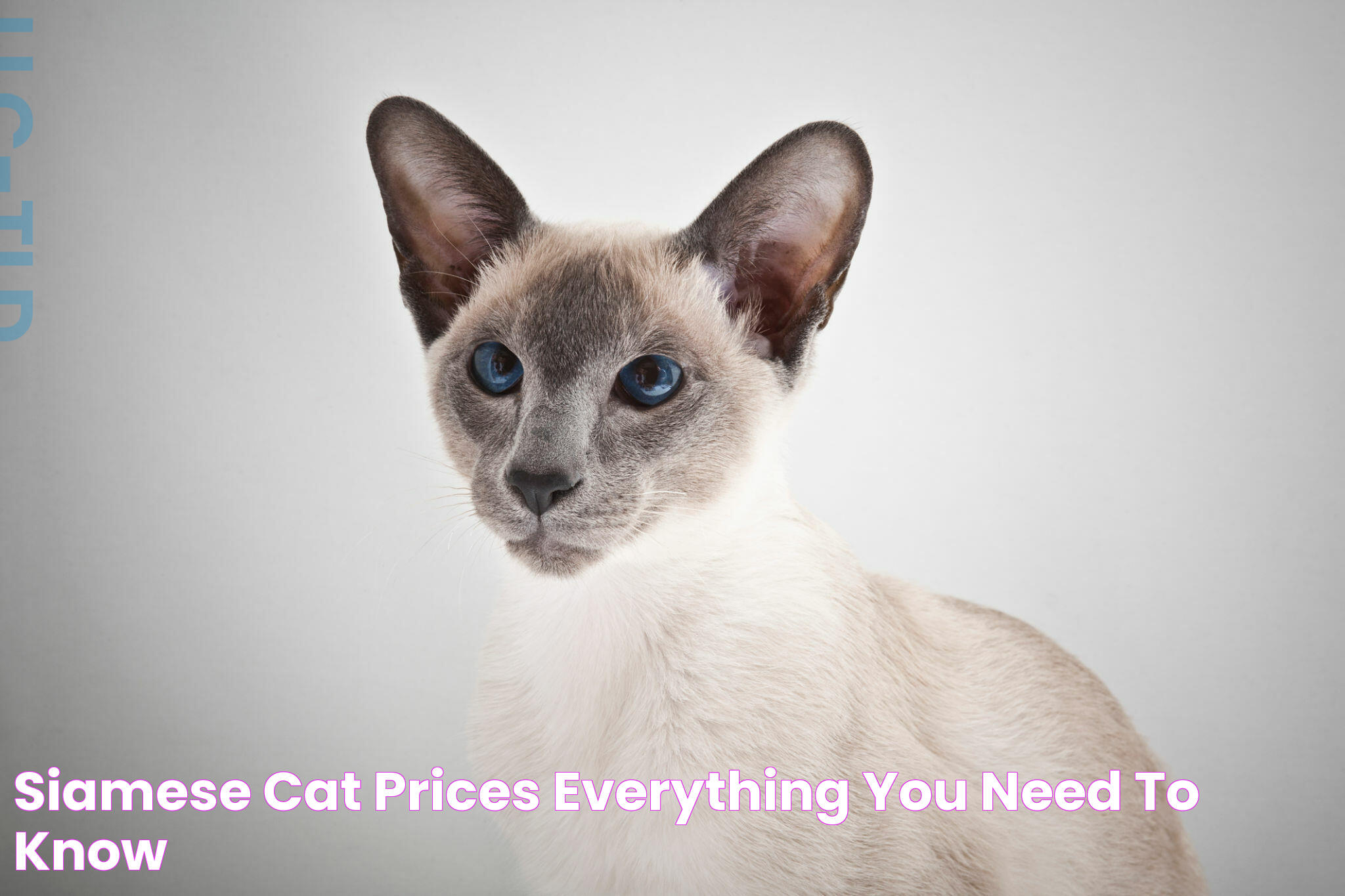 Siamese Cat Prices Everything You Need To Know