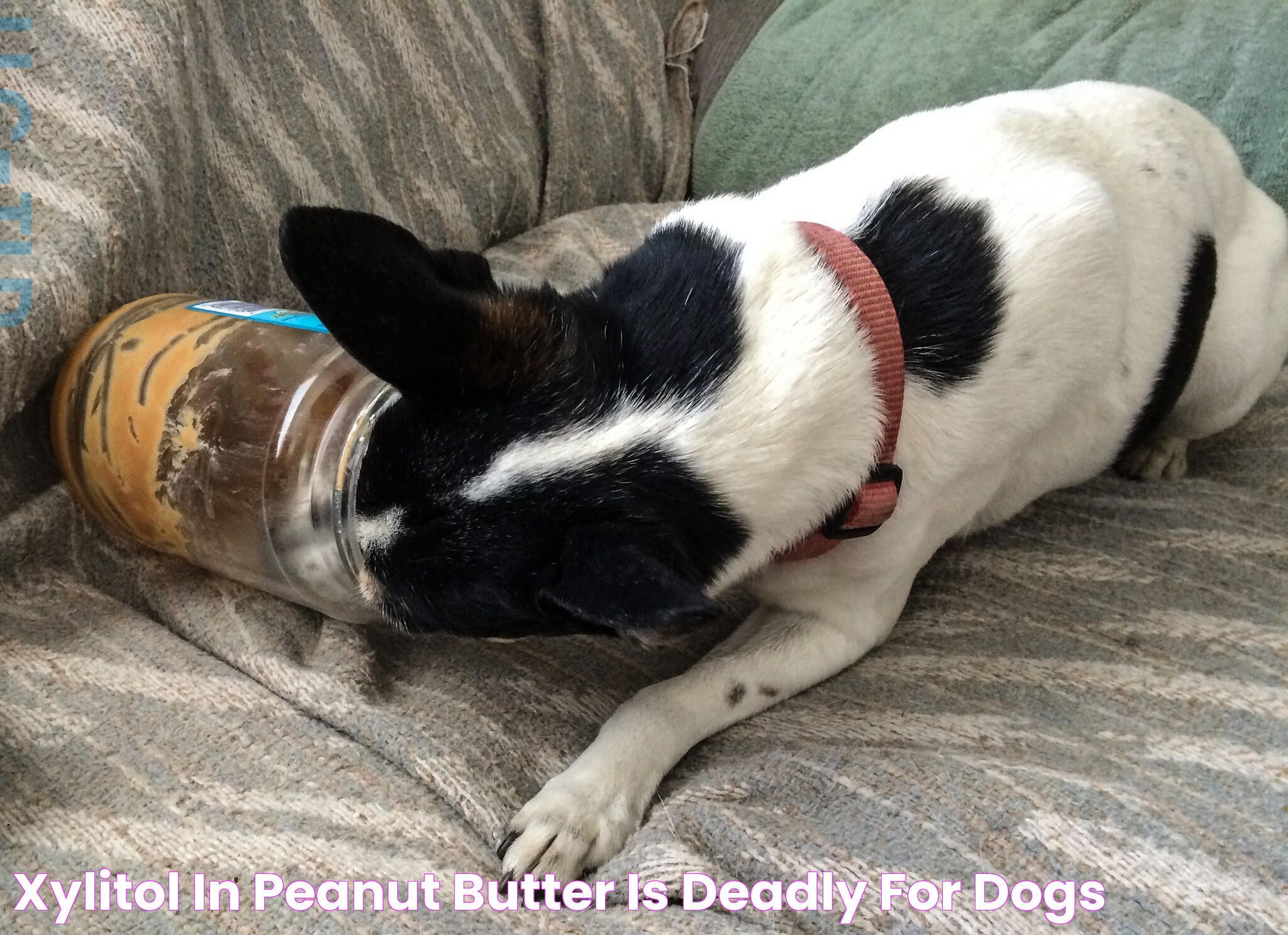 Xylitol in Peanut Butter is Deadly for Dogs