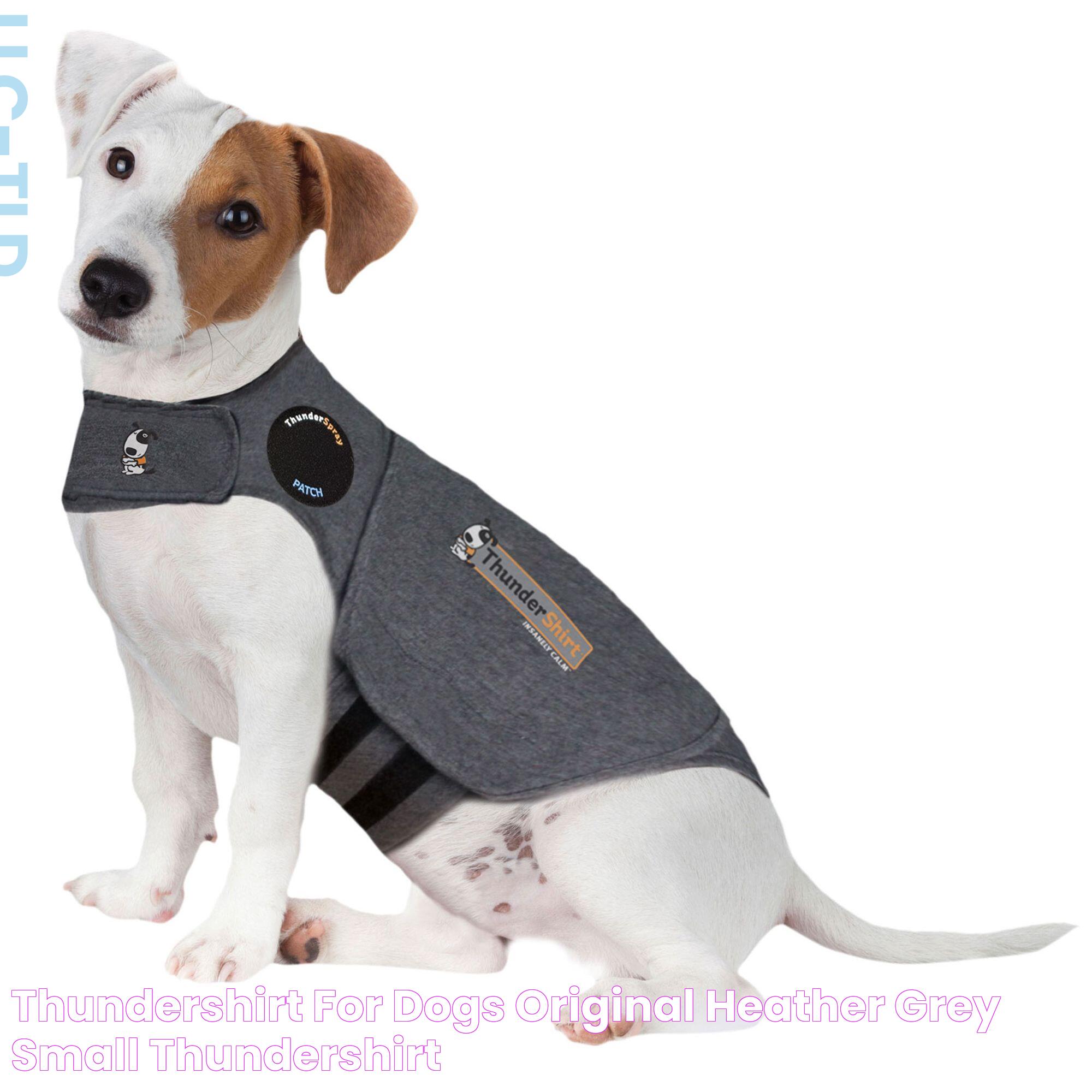 The Ultimate Guide To The Thunder Shirt: Calming Canine Anxiety And More