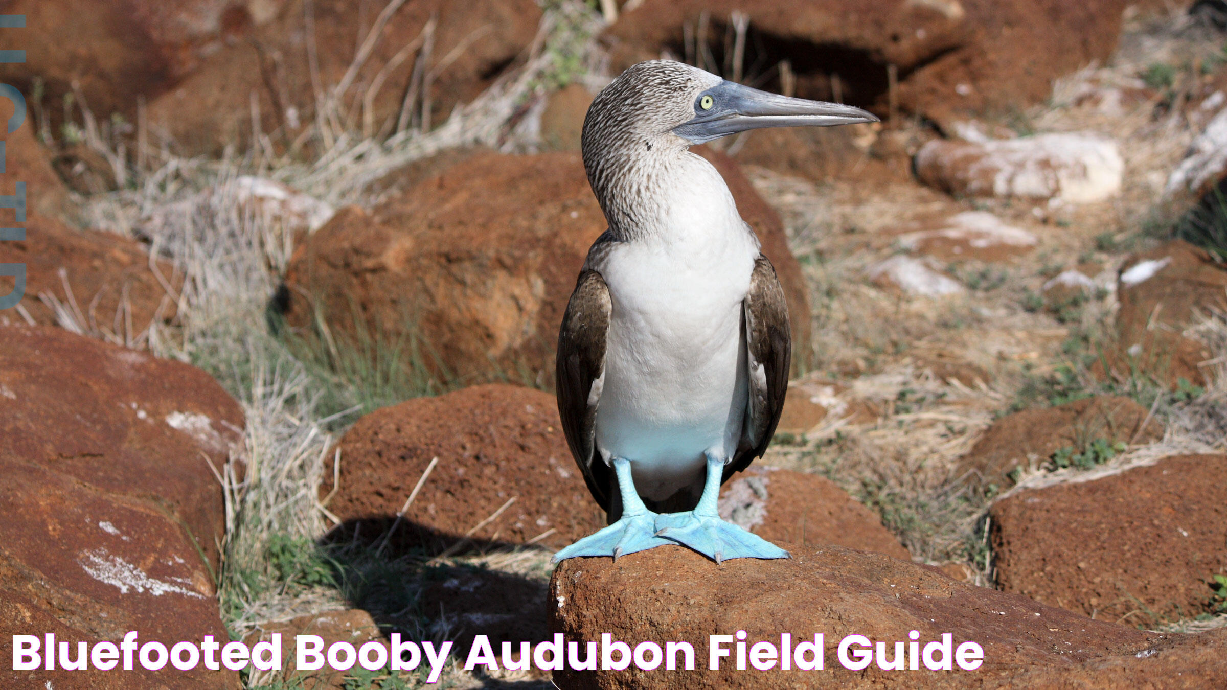 Secrets Of The Blue Footed Booby: A Closer Look At This Unique Bird