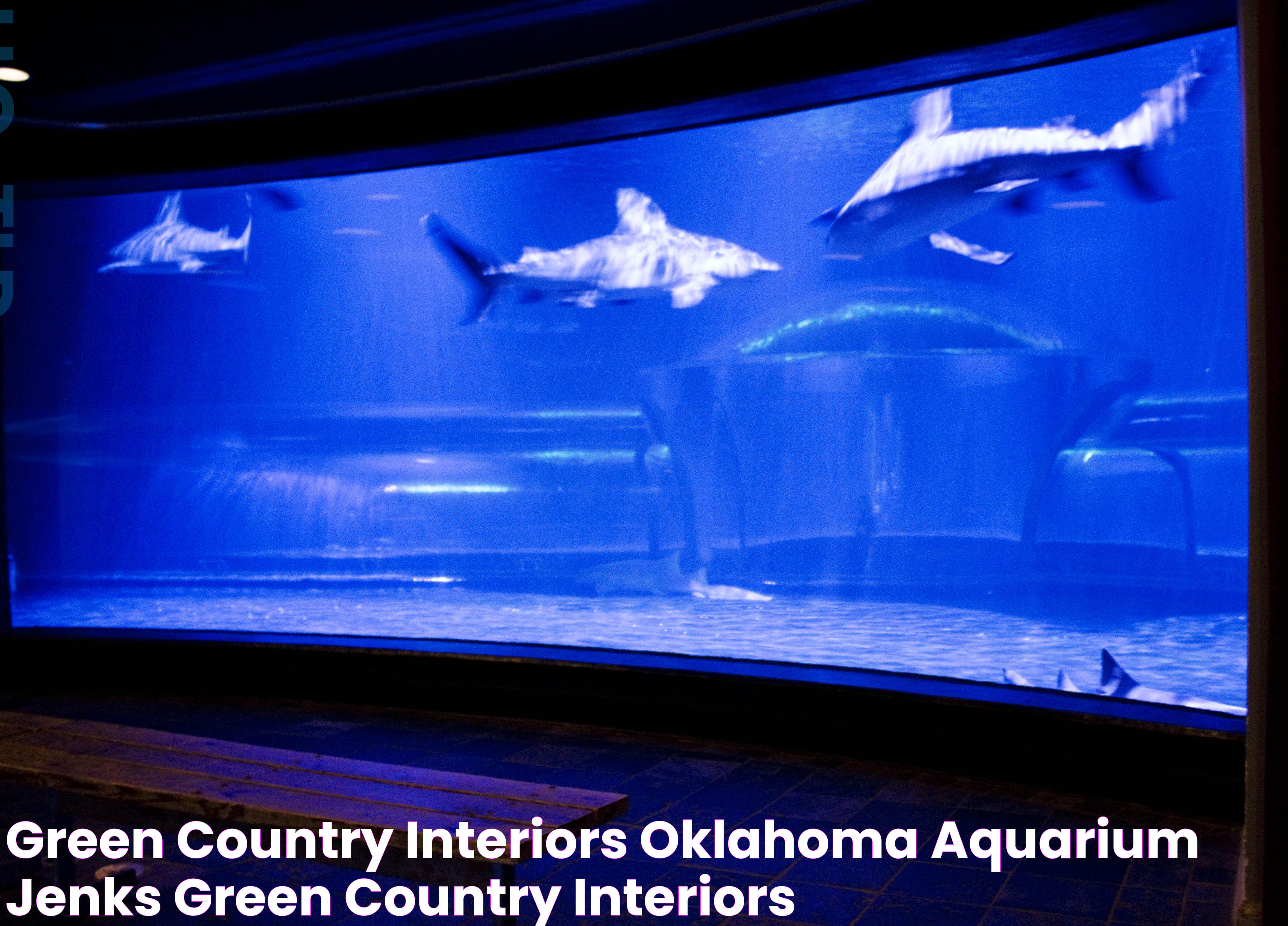 Jenks Aquarium Experience: A Dive Into Marine Wonders