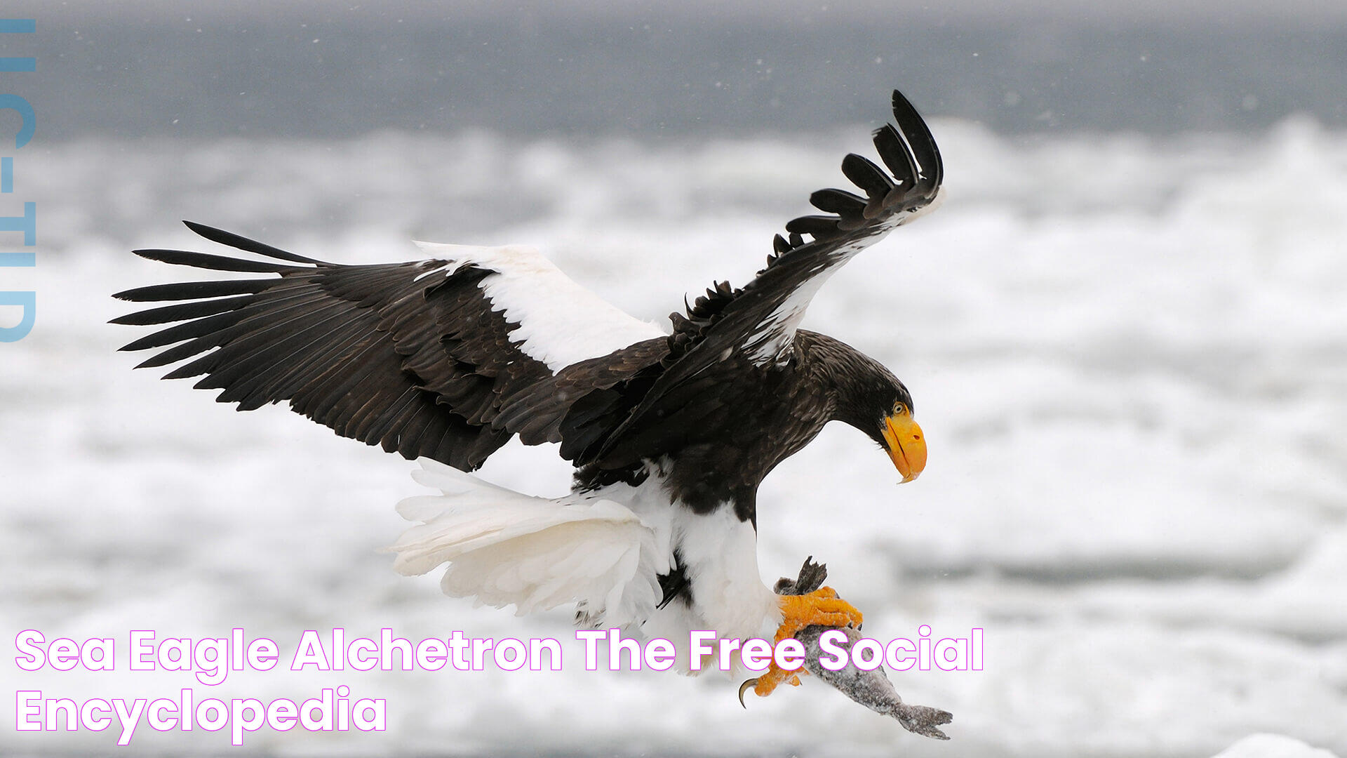 Majestic Sea Eagle: A Symbol Of Freedom And Strength