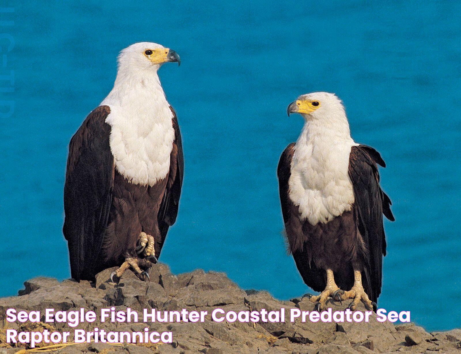 Sea eagle Fish Hunter, Coastal Predator & Sea Raptor Britannica