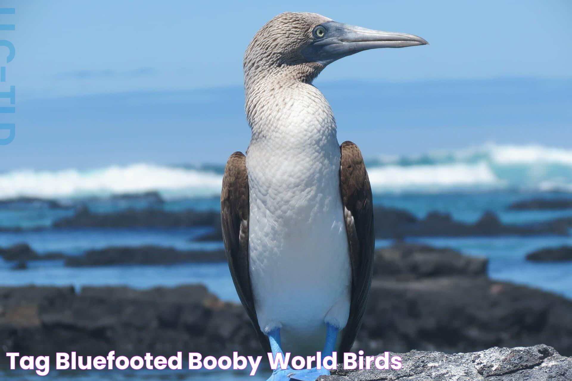 Tag Bluefooted Booby World Birds