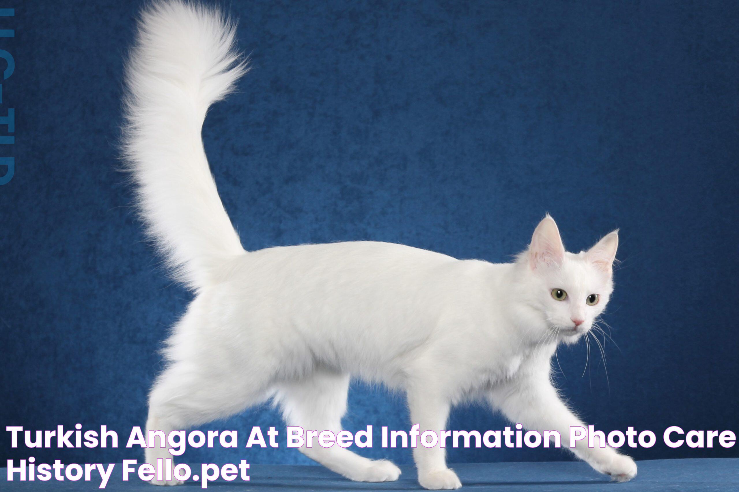 Gato Angora: The Elegant Feline Companion