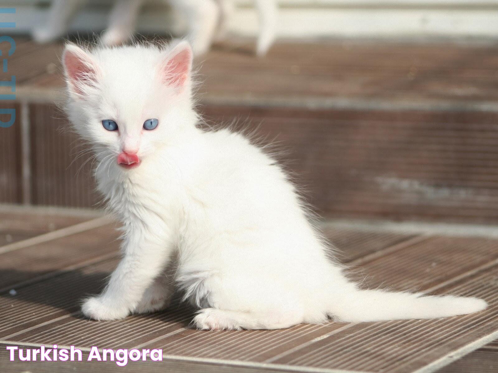 Turkish Angora